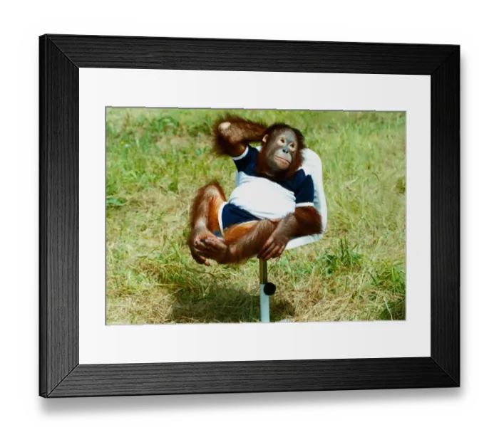 Framed Print : Christina, the 3 years old Chimpanse, on set to star in the PG Tips advert Framed Print : Christina, the 3 years old Chimpanse, on set to star in the PG Tips advert