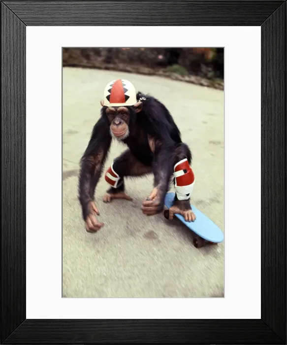 Framed Print : Chimpanzee at Twycross Zoo. Chimp Aged 6 on a Skateboard November 1977