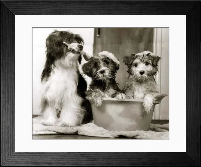 Framed Print : These two pups are being carefully groomed for childrens TV show Rub-A-Dub-Tub Framed Print : These two pups are being carefully groomed for childrens TV show Rub-A-Dub-Tub