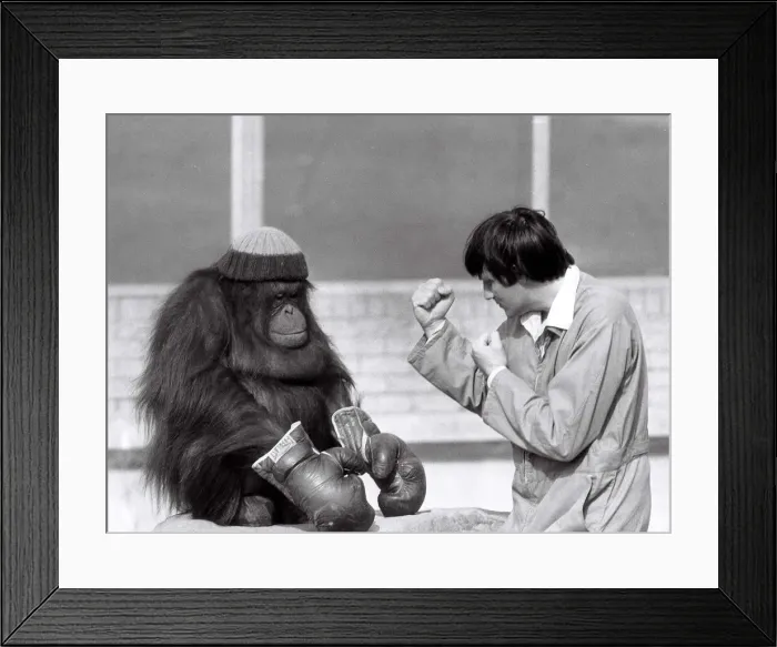 Framed Print : Azimath the orang-utan at Blackpool Zoo, wearing a woolie hat Framed Print : Azimath the orang-utan at Blackpool Zoo, wearing a woolie hat