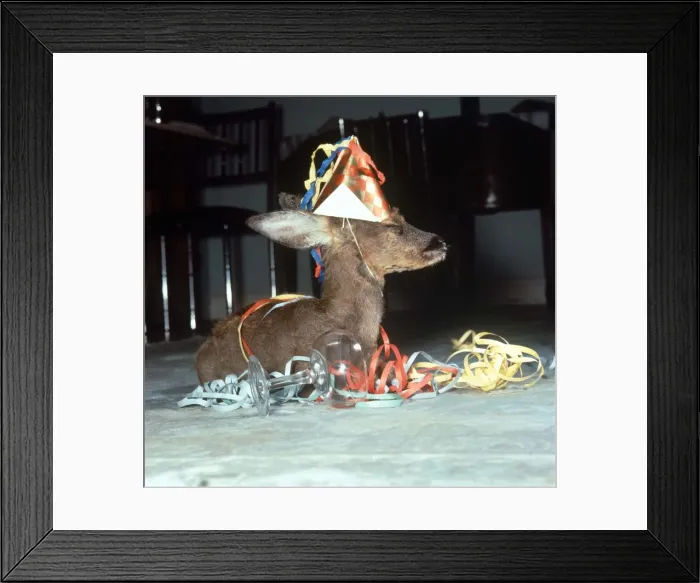 Framed Print : Kiss Kiss the Fawn tries out champagne Animal baby deer drinking at party Framed Print : Kiss Kiss the Fawn tries out champagne Animal baby deer drinking at party