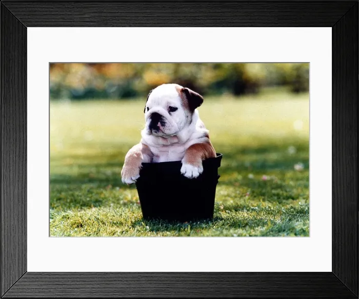 Framed Print : British Bulldog sitting in a Plant pot - May 1994
