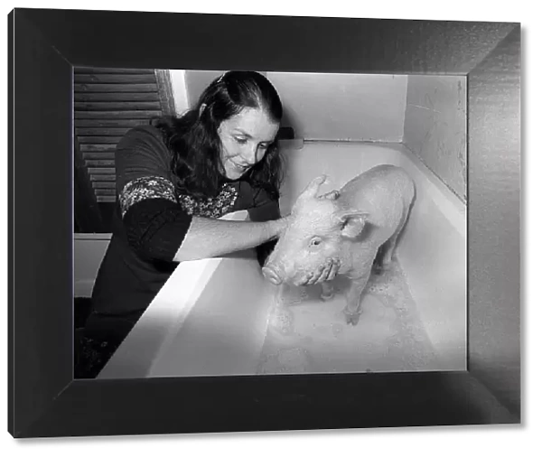 The pig called oinkers gets a scrub in the bath from the lady who saved his bacon