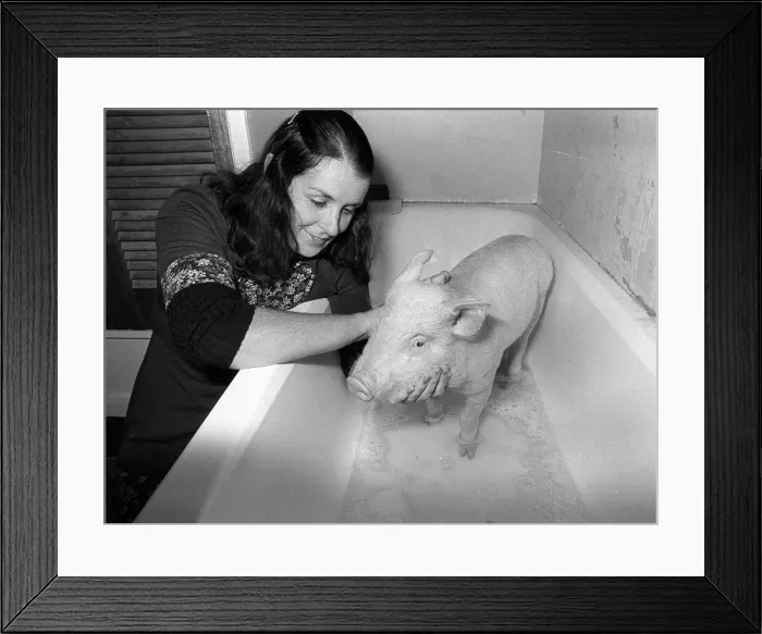Framed Print : The pig called oinkers gets a scrub in the bath from the lady who saved his bacon Framed Print : The pig called oinkers gets a scrub in the bath from the lady who saved his bacon