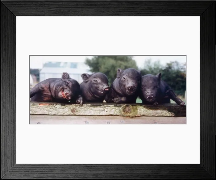 Framed Print : Ten day old Vietnamese Pot Bellied pigs seen here at the Brickfields centre Isle of Wight Framed Print : Ten day old Vietnamese Pot Bellied pigs seen here at the Brickfields centre Isle of Wight
