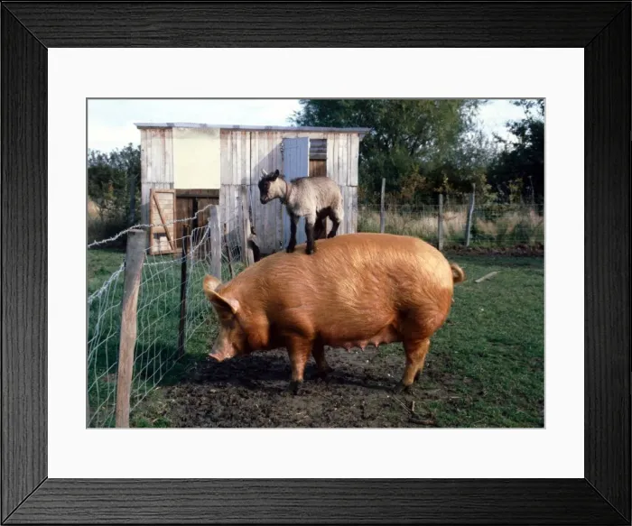 Framed Print : Rascal the Pygmy Goat hitching a ride on Harriet the Pig Roger Fox Framed Print : Rascal the Pygmy Goat hitching a ride on Harriet the Pig Roger Fox