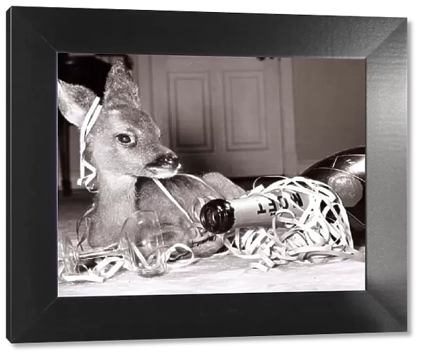 Kiss-Kiss the baby deer with a bottle of champagne at her owners home at Kilverstone