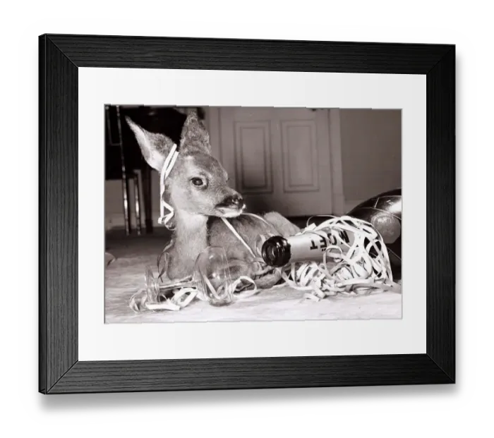 Framed Print : Kiss-Kiss the baby deer with a bottle of champagne at her owners home at Kilverstone