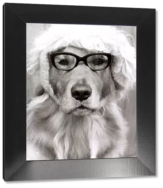 Monty the golden retriever dog wearing a hat and glasses