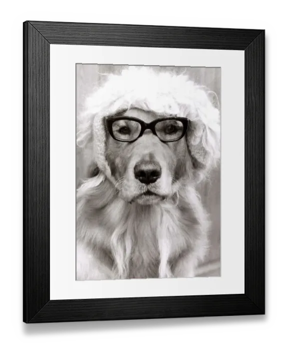 Framed Print : Monty the golden retriever dog wearing a hat and glasses Framed Print : Monty the golden retriever dog wearing a hat and glasses