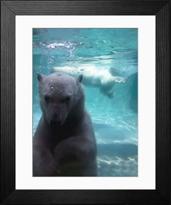Framed Print : Diving polar bears at London Zoo June 1969 A©Mirrorpix Framed Print : Diving polar bears at London Zoo June 1969 A©Mirrorpix