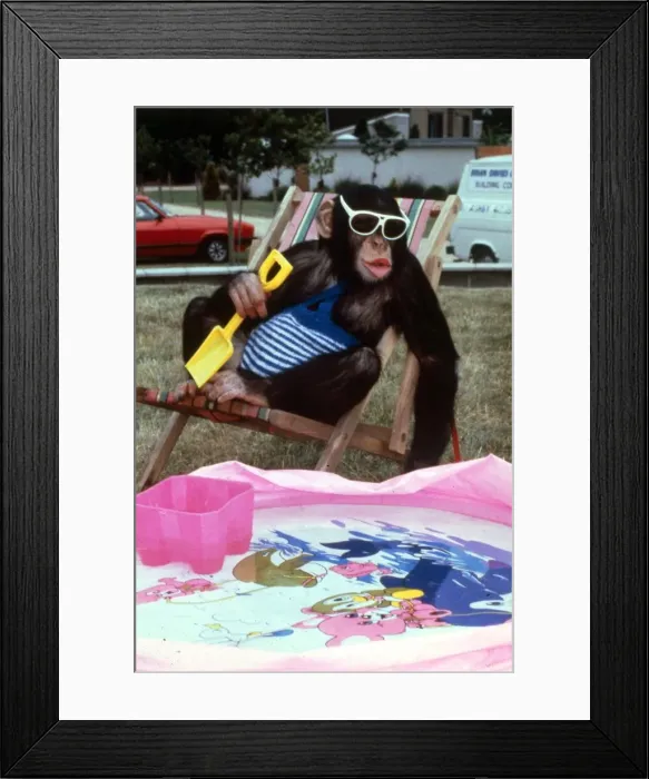 Framed Print : Animals - Chipmanzee Chimp February 1987 A©mirrorpix