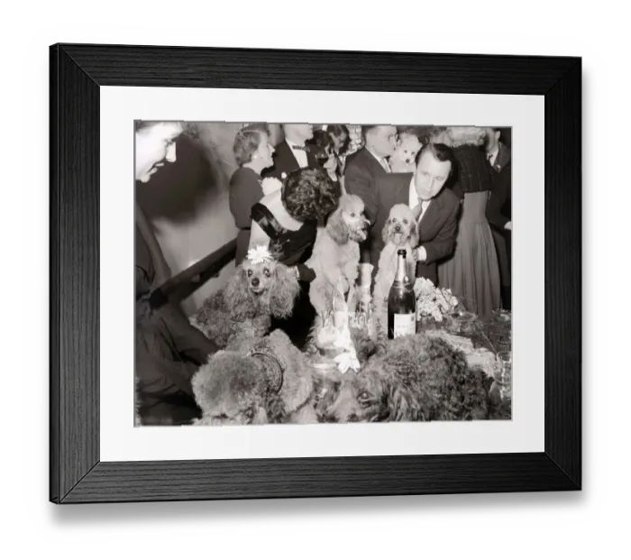 Framed Print : Poodles wearing hats, drinking champagne at a birthday party for a fellow poodle dog Framed Print : Poodles wearing hats, drinking champagne at a birthday party for a fellow poodle dog