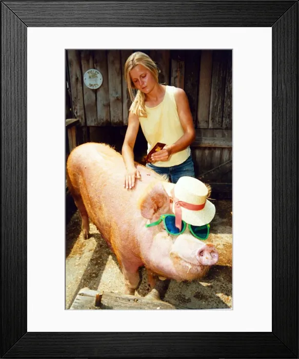 Framed Print : Betsy The Pig having Sun Tan lotion applied to her skin Sun Care A©mirrorpix Framed Print : Betsy The Pig having Sun Tan lotion applied to her skin Sun Care A©mirrorpix