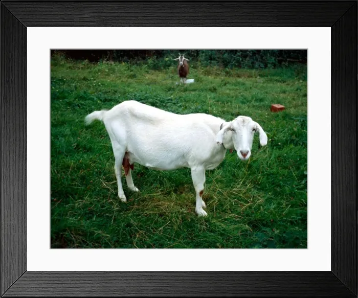 Framed Print : Goat: Saanen / Anglo Nubian Cross January 1980 A©Mirrorpix Framed Print : Goat: Saanen / Anglo Nubian Cross January 1980 A©Mirrorpix