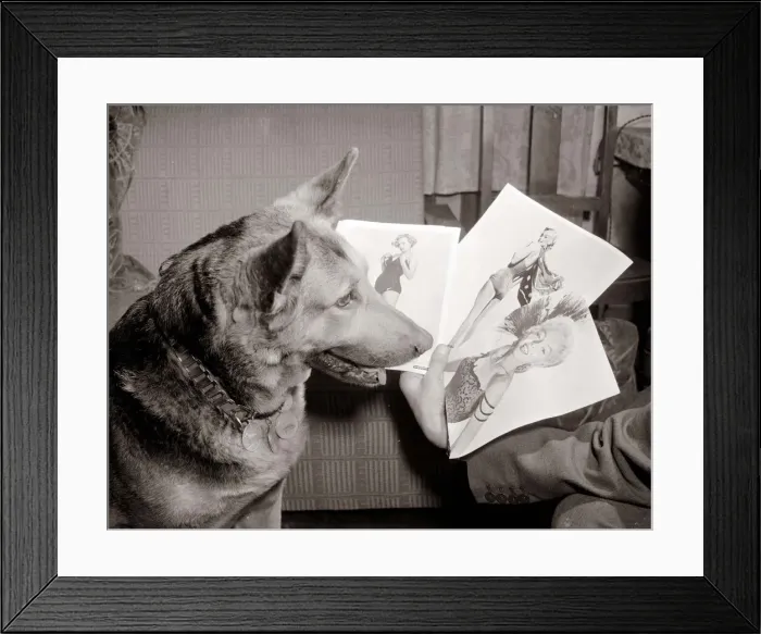 Framed Print : Alsatian dog Rita looking at photos and pictures of women as she judges a beauty