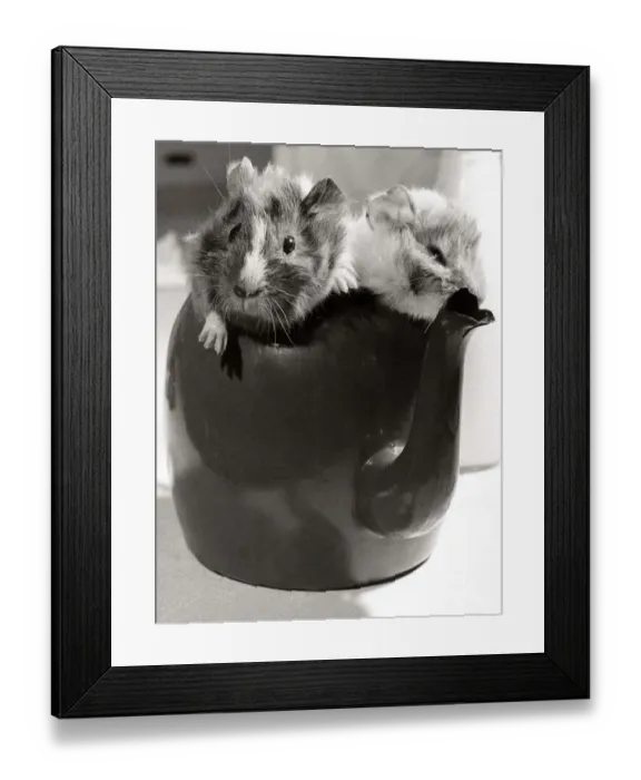Framed Print : Two guinea pig playing inside a teapot at Crystal Palace Childrens Zoo in South London Framed Print : Two guinea pig playing inside a teapot at Crystal Palace Childrens Zoo in South London