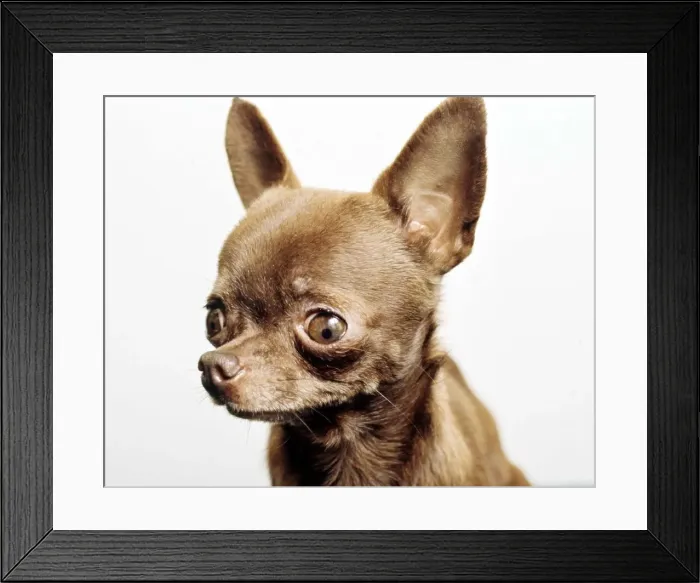 Framed Print : Portrait of a Chihuahua dog June 1987 Framed Print : Portrait of a Chihuahua dog June 1987