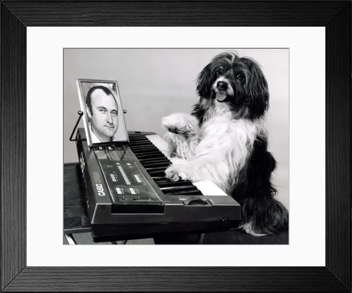 Framed Print : Pippin the dog playing the keyboard with a picture of Phil Collins for inspiration Framed Print : Pippin the dog playing the keyboard with a picture of Phil Collins for inspiration