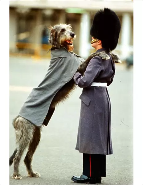 Irish Wolfhound - March 1994 Irish Regiement Guards Malachy