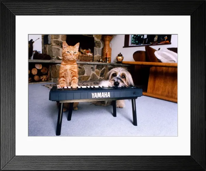 Framed Print : Animals Dogs Celebrity Pets Feature. Jaffa the cat with Pippin the dog playing a keyboard Framed Print : Animals Dogs Celebrity Pets Feature. Jaffa the cat with Pippin the dog playing a keyboard