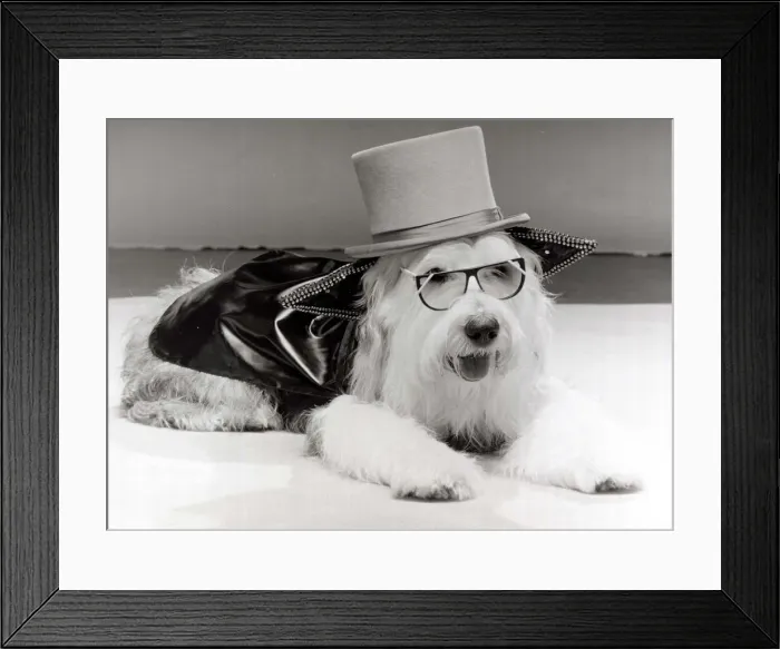 Framed Print : These two dog-about-town outfits were specially coutured by a London boutique that makes Framed Print : These two dog-about-town outfits were specially coutured by a London boutique that makes