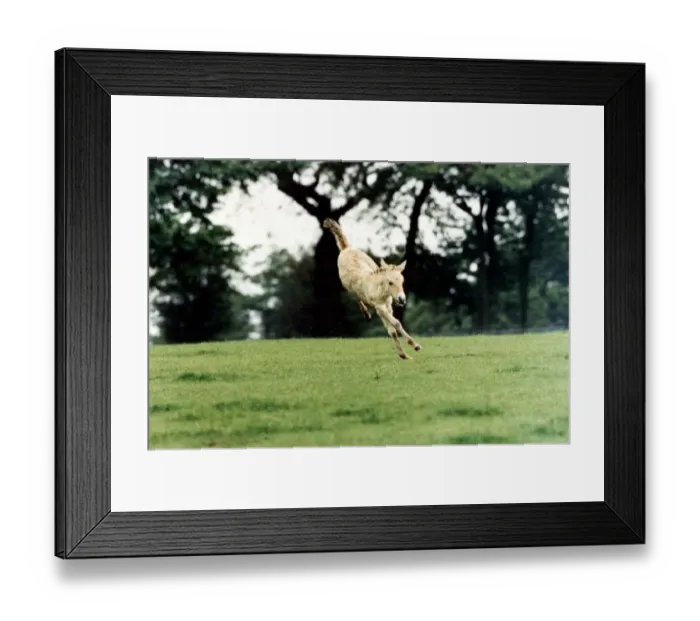 Framed Print : This Przewalskis Foal at Whipsnade Wild Animal Park would like to become an athlete