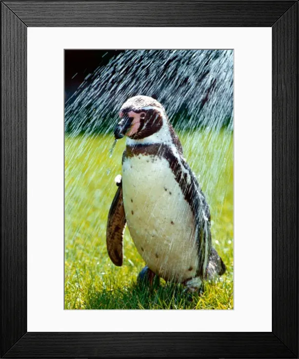 Framed Print : Penguin taking a shower May 1992 A©Mirrorpix Framed Print : Penguin taking a shower May 1992 A©Mirrorpix