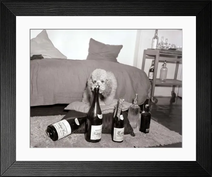 Framed Print : Poodles wearing hats, drinking champagne at a birthday party for a fellow poodle dog