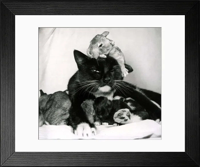 Framed Print : Black and white cat Beckie, foster mother to newly born rabbits at their owners home Framed Print : Black and white cat Beckie, foster mother to newly born rabbits at their owners home
