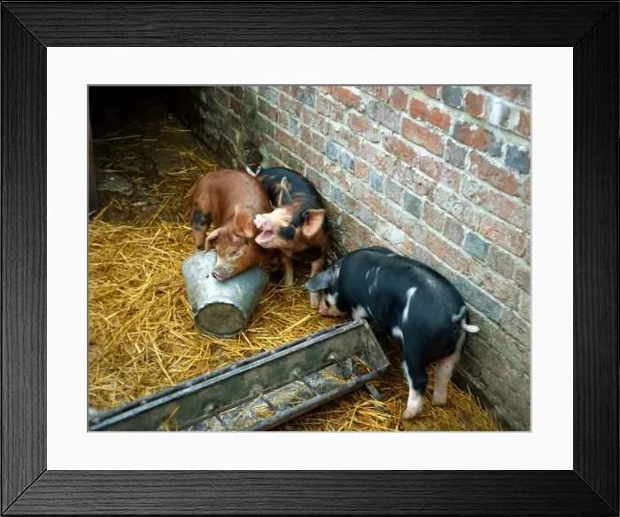 Framed Print : Sandy and black piglets playing about on the farm January 1980 A©Mirrorpix