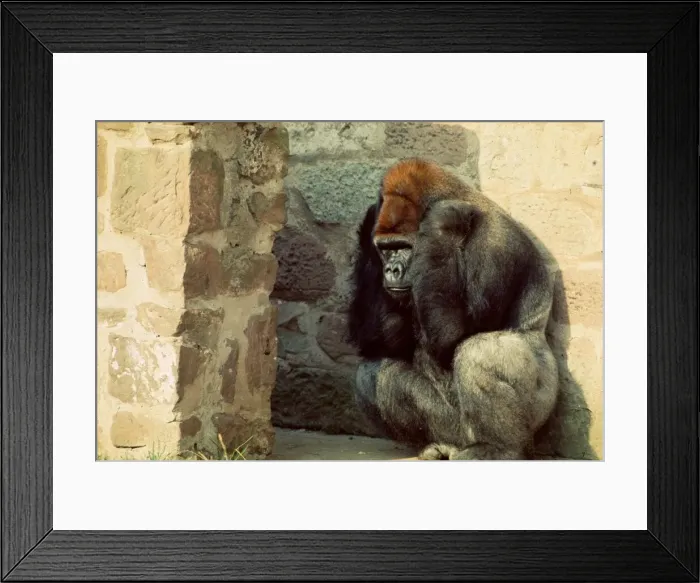 Framed Print : Gorilla Jo-Jo at Chester Zoo seems to be in a bad mood... 1977 A©Mirrorpix