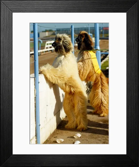 Framed Print : Afgan Hound Dogs - October 1991 standing upright on their hind legs at a dog race Framed Print : Afgan Hound Dogs - October 1991 standing upright on their hind legs at a dog race