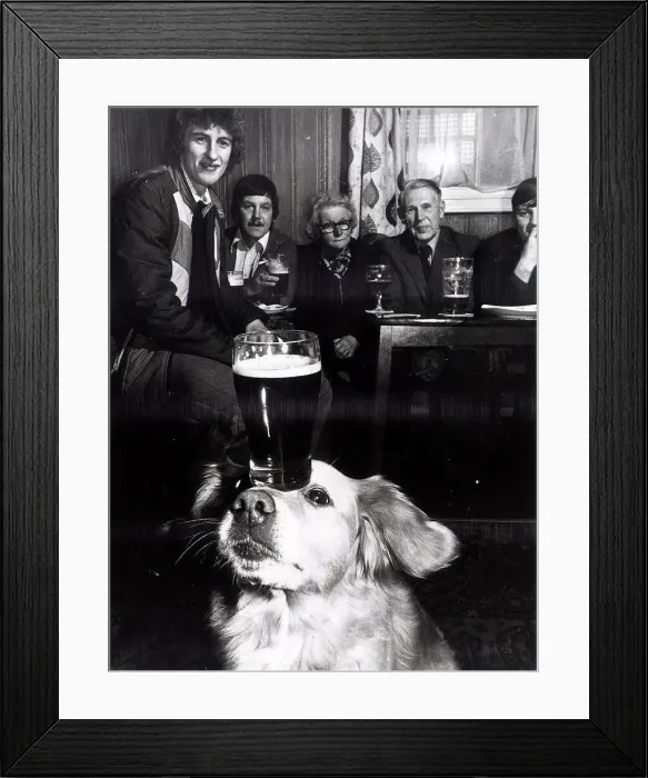 Framed Print : Shani labrador cross bitch balancing a pint of beer on her nose at the Crown & Anchor pub Framed Print : Shani labrador cross bitch balancing a pint of beer on her nose at the Crown & Anchor pub