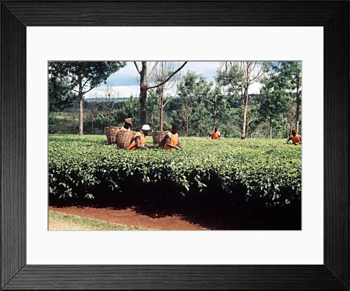 Framed Print : Tea pickers at work Kericho South West Kenya Africa Framed Print : Tea pickers at work Kericho South West Kenya Africa