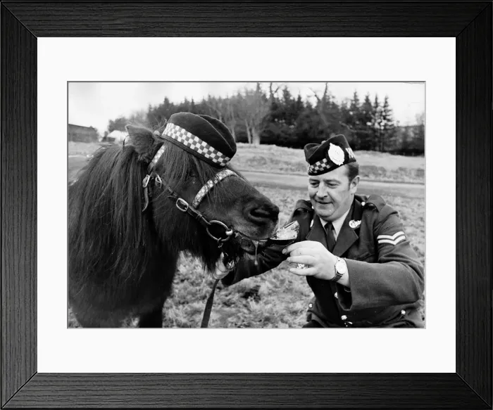 Framed Print : Corporal Tom Begley of the Argylls gives a drink of stout to the regimental mascot Framed Print : Corporal Tom Begley of the Argylls gives a drink of stout to the regimental mascot