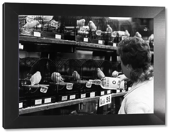 National Exhibition of Cage and Aviary Birds 1974 Steward Gillian Thomson tops up