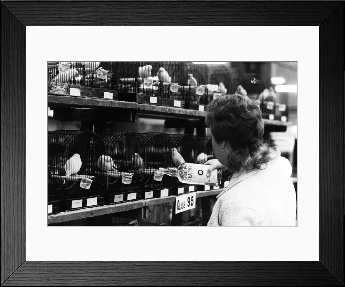 Framed Print : National Exhibition of Cage and Aviary Birds 1974 Steward Gillian Thomson tops up Framed Print : National Exhibition of Cage and Aviary Birds 1974 Steward Gillian Thomson tops up