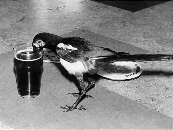 Fred the beer drinking Magpie seen here enjoying a pint August 1979