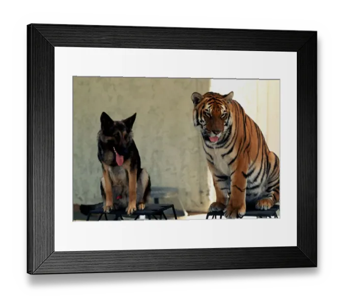 Framed Print : Animal friendship - Bengal tiger Ravi and Alsation dog July 1977 A©Mirrorpix Framed Print : Animal friendship - Bengal tiger Ravi and Alsation dog July 1977 A©Mirrorpix