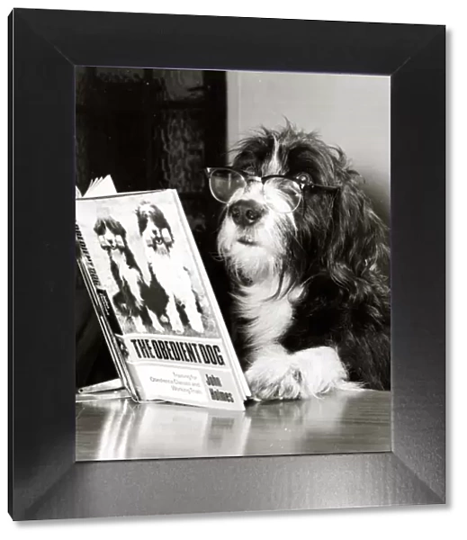 Star dog Ben is shown here with glasses on, reading the book The Obidient Dog by John