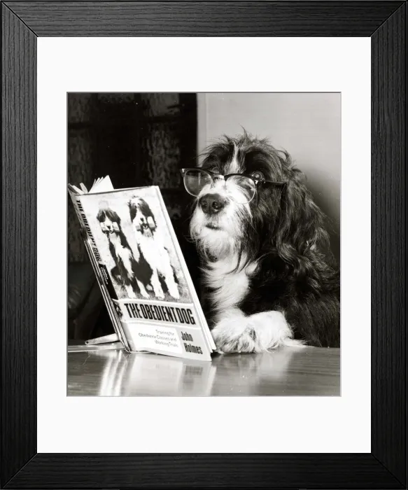 Framed Print : Star dog Ben is shown here with glasses on, reading the book The Obidient Dog by John Framed Print : Star dog Ben is shown here with glasses on, reading the book The Obidient Dog by John
