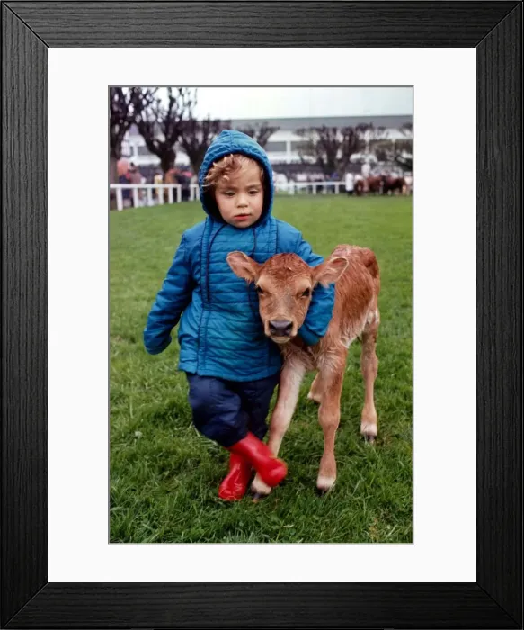 Framed Print : Young Jane Pike with a calf born at the Dublin Spring Show May 1969 Framed Print : Young Jane Pike with a calf born at the Dublin Spring Show May 1969