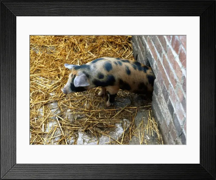 Framed Print : Sandy and black piglet coming out of its sty through a small hole in the wall Framed Print : Sandy and black piglet coming out of its sty through a small hole in the wall