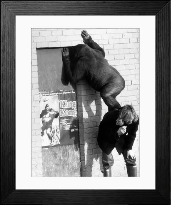 Framed Print : Lomie the gorilla after hearing that her hero King Kong was in town, in Blackpool Zoo Framed Print : Lomie the gorilla after hearing that her hero King Kong was in town, in Blackpool Zoo