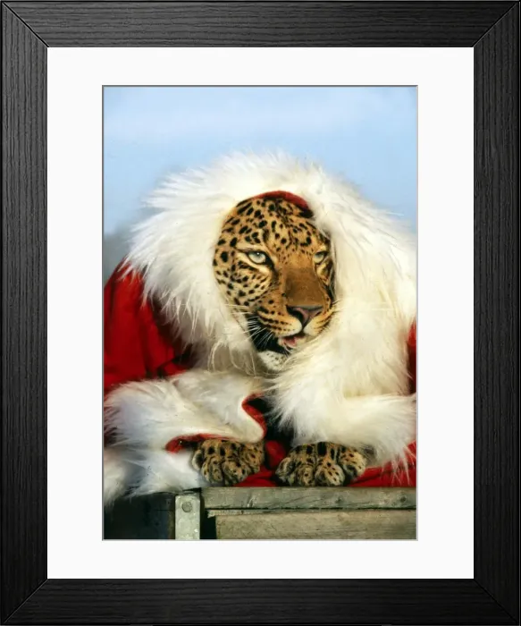 Framed Print : Santa Claws - Mousey the Leopard at Southam Tiger Park, Warkwickshire December 1981 Framed Print : Santa Claws - Mousey the Leopard at Southam Tiger Park, Warkwickshire December 1981