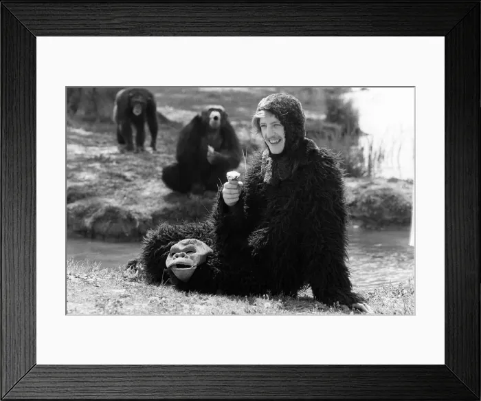 Framed Print : A man wearing an ape costume sitting amongst real monkeys eating an ice cream May Framed Print : A man wearing an ape costume sitting amongst real monkeys eating an ice cream May