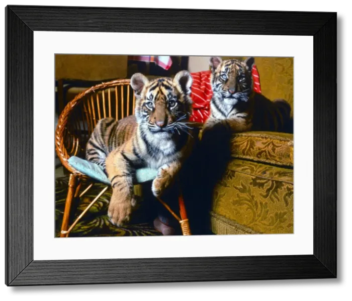 Framed Print : Animals - Indian Tiger Cubs at Lympne Zoo April 1988 A©mirrorpix Framed Print : Animals - Indian Tiger Cubs at Lympne Zoo April 1988 A©mirrorpix