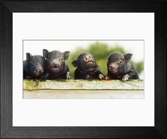 Framed Print : Ten day old Vietnamese Pot Bellied pigs seen here at the Brickfields centre Isle of Wight Framed Print : Ten day old Vietnamese Pot Bellied pigs seen here at the Brickfields centre Isle of Wight