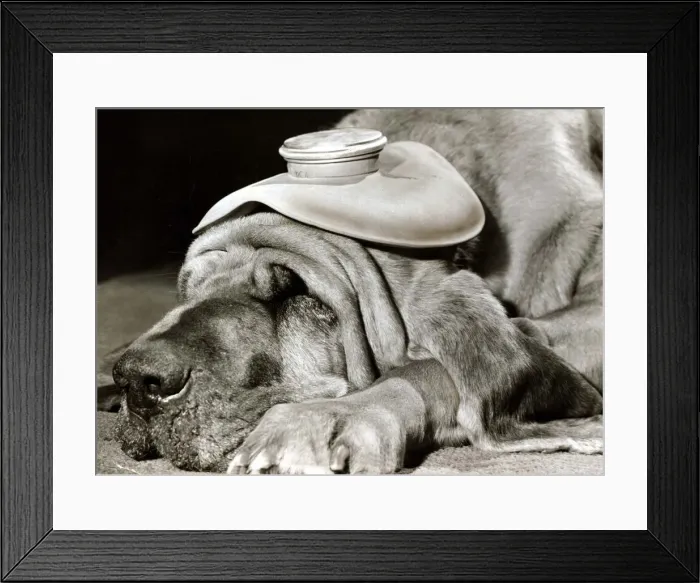 Framed Print : Henry the Blood Hound dog asleep with a hot water bottle on his head to cure his headache Framed Print : Henry the Blood Hound dog asleep with a hot water bottle on his head to cure his headache
